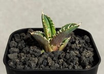 アガベ・チタノタ 蚩尤（芽）-004｜agave titanota chiyou | Plus