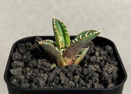 Plus_Plants STORE