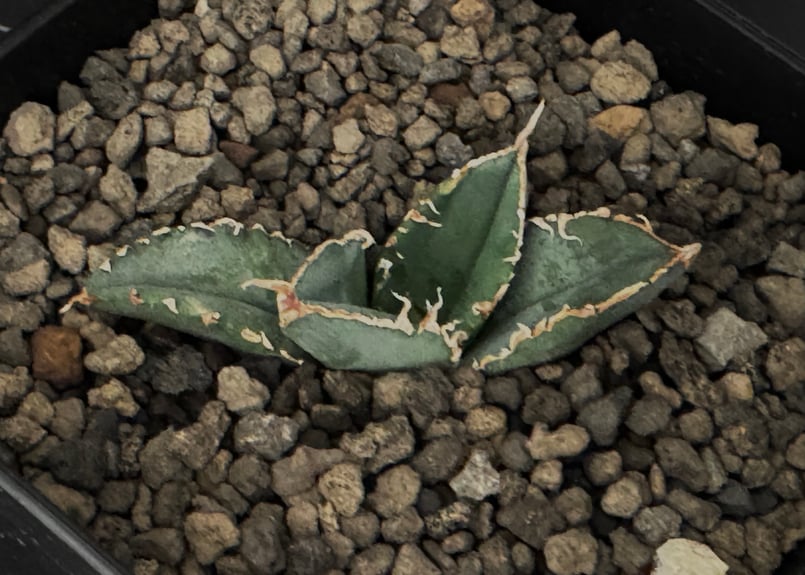 アガベ・チタノタ 繁星(芽)-021|agave titanota star‐studded アガベ・チタノタ 繁星(芽)-021|agave titanota star‐studded