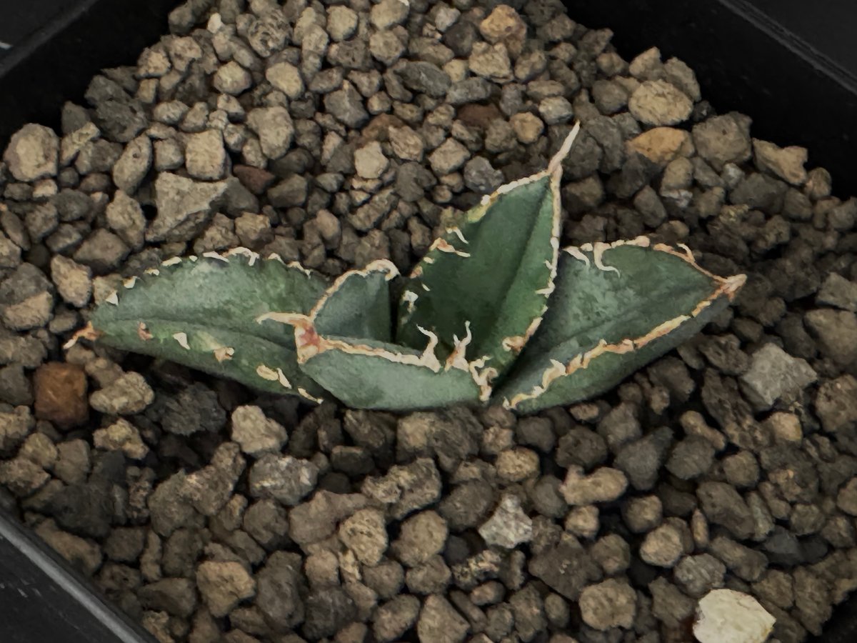 アガベ・チタノタ 繁星（芽）-021｜agave titanota star‐studded