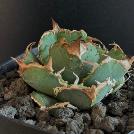 【goodtaniku】疣猪　tc 大サイズ　送料込み goodtaniku】疣猪 tc 大サイズ 送料込み