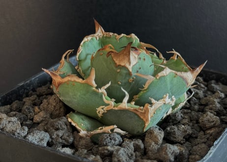 CATEGORY Titanota warthog｜疣猪 | Plus_Plants STORE