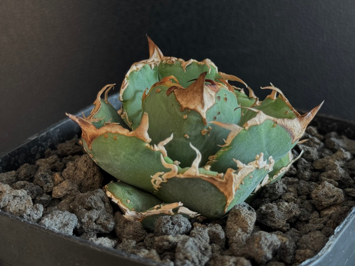 アガベ・チタノタ 疣猪/丸叶背刺（芽）-013｜agave titanota