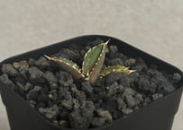 アガベ・チタノタ 白毫刺（芽）-021(当店標本株直子)｜agave titanota