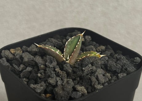 アガベ・チタノタ　大白鯊／Lize血統（芽）-009｜agave titanota 大白鯊