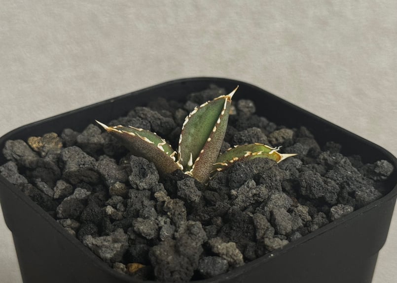 アガベ・チタノタ 大白鯊／Lize血統（芽）-009｜agave titanota 大白鯊