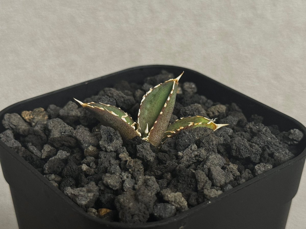 アガベ・チタノタ 大白鯊／Lize血統（芽）-009｜agave titanota 大白鯊
