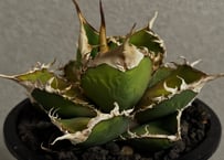 アガベ・笹の雪×イシスメンシス ハイブリッド（芽）-001｜ agave