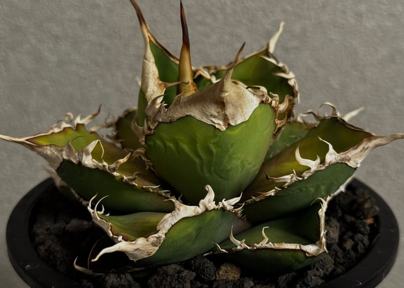 アガベ・チタノタ 緑幽霊(中)-009｜agave titanota green ghost