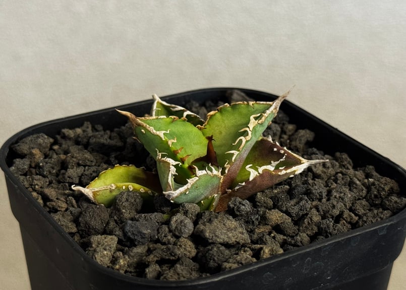 アガベ　チタノタ　多聞天　天芽 アガベ・チタノタ 達磨(芽)-002｜agave titanota DARUMA | Plus