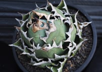 アガベ・チタノタ ブラックアンドブルー/BB(ボールタイプ)中-005