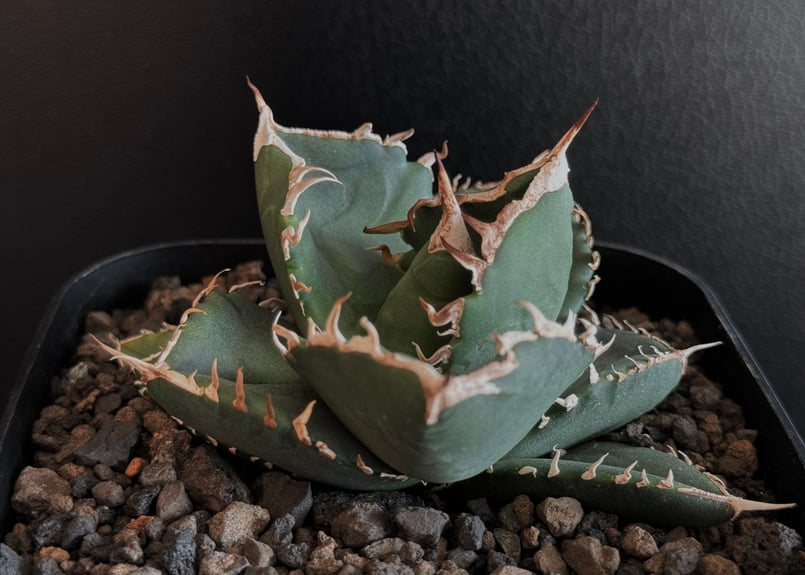 貴重 SAD 南アフリカダイヤモンド 斑入り (Titanota South 貴重 SAD 南アフリカダイヤモンド 斑入り (Titanota South