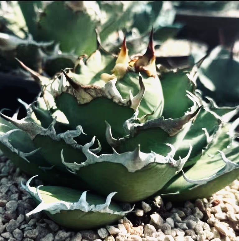 アガベ・チタノタ シーザー/凱撒（小株）-059｜agave titanota caesar