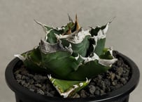 アガベ・チタノタ 白火焔(中株/台湾Hanes)-034｜agave titanota white flame