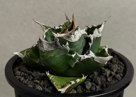 アガベ・チタノタ 白火焔(中株/台湾Hanes)-034｜agave titanota white flame