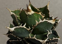 アガベ・チタノタ スナグルトゥース（芽／Lize血統）-007｜agave