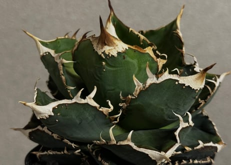 CATEGORY Titanota star‐studded｜繁星 | Plus_Plants