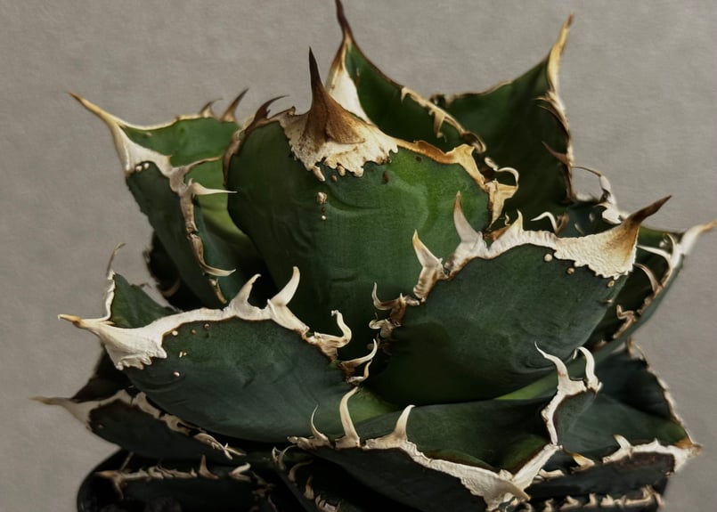 アガベ・チタノタ 繁星（小株）-048｜agave titanota star‐studded