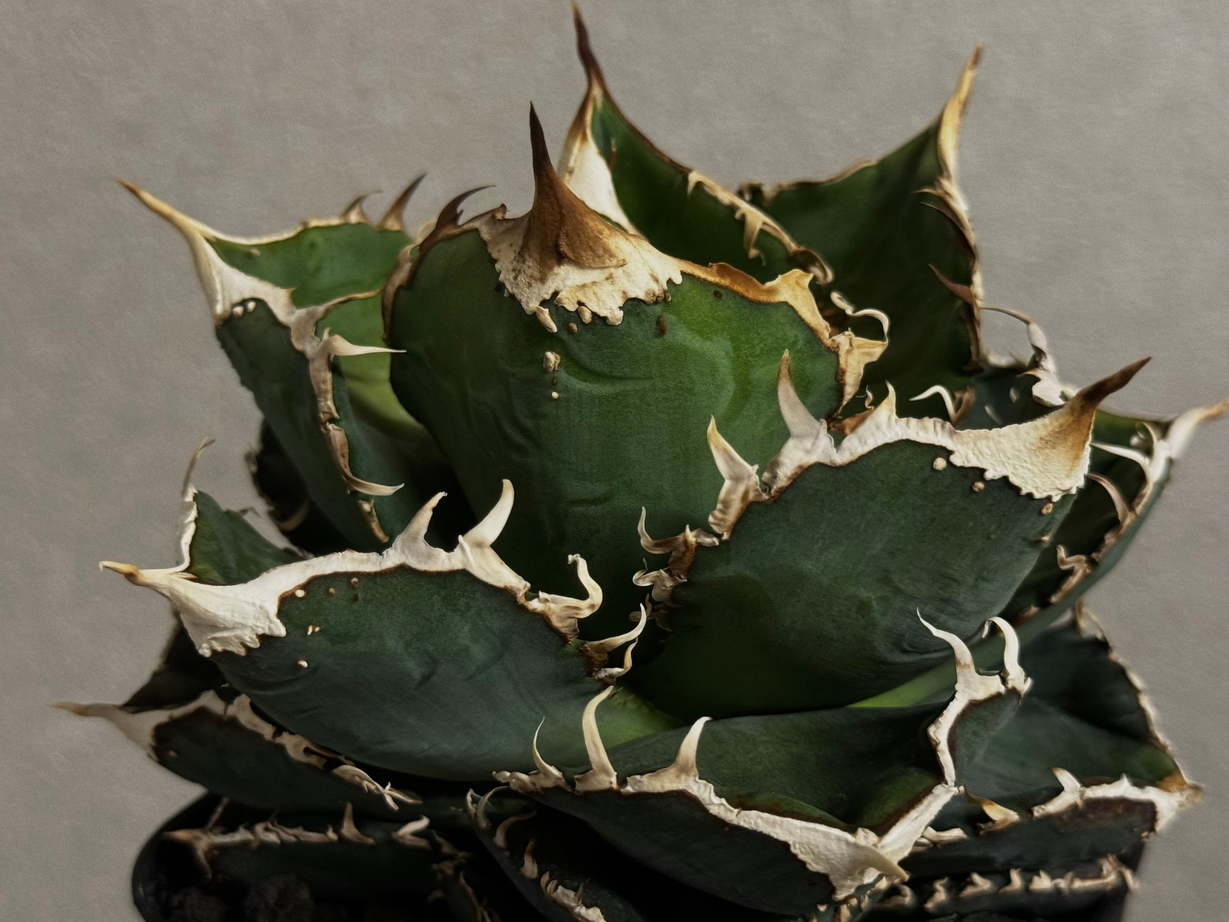 アガベ・チタノタ 繁星（小株）-048｜agave titanota star‐studded