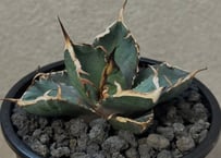 アガベ・チタノタ 大白鯊／Lize血統（芽）-004｜agave titanota