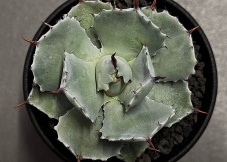 ＜Royal agave産＞アガベ・イシスメンシス （小株）-003｜ agave isthmensis