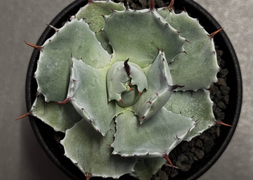 Royal agave産＞アガベ・イシスメンシス （小株）-003｜ agave isthm