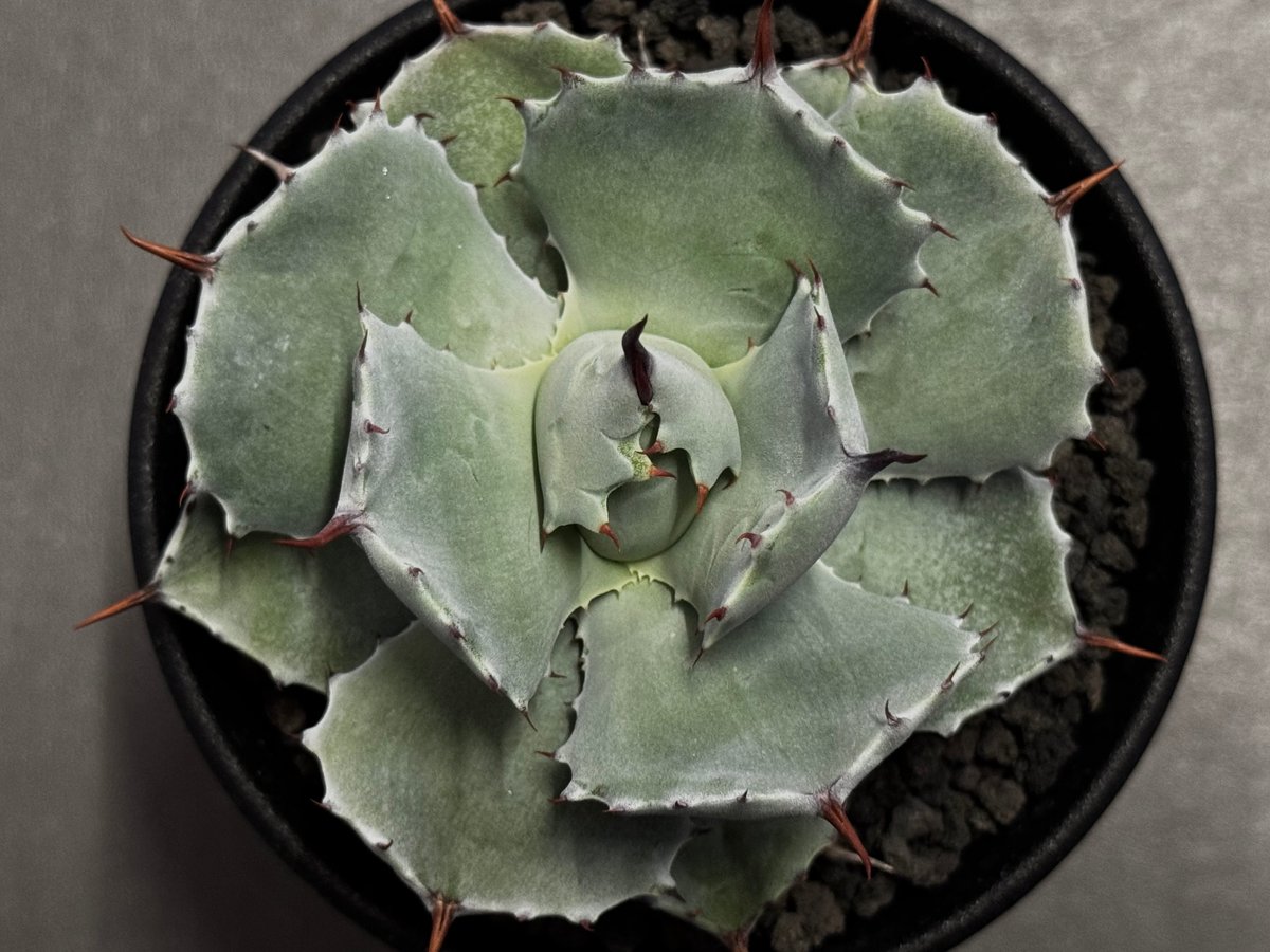 Royal agave産＞アガベ・イシスメンシス （小株）-003｜ agave isthm