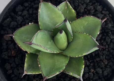 アガベ・笹の雪×イシスメンシス ハイブリッド（芽）-002｜ agave victoriae-reginae x isthmensis