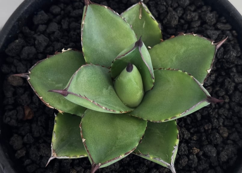 アガベ・笹の雪×イシスメンシス ハイブリッド（芽）-002｜ agave