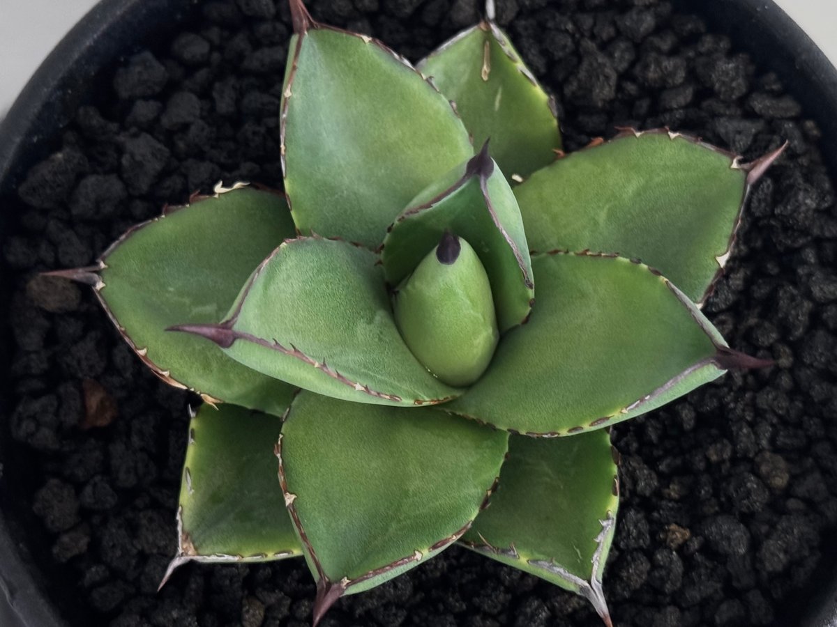 アガベ・笹の雪×イシスメンシス ハイブリッド（芽）-002｜ agave