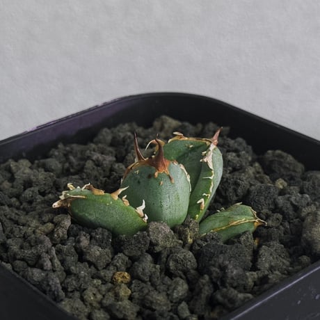 アガベ疣猪 | STORES