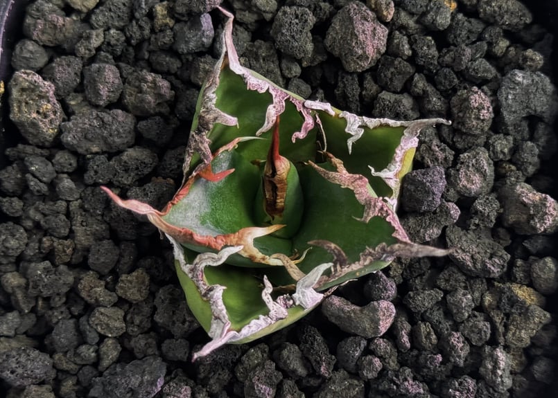アガベ・チタノタ シーザー/凱撒（芽）-060｜agave titanota caesar |