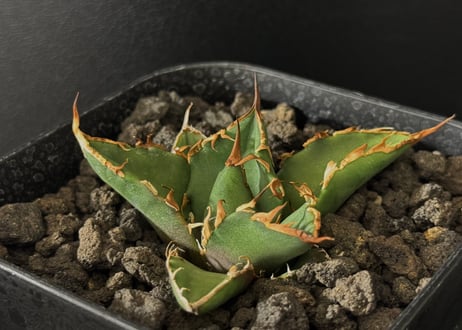 CATEGORY Titanota Caesar｜凱撒（シーザー） | Plus_Plants