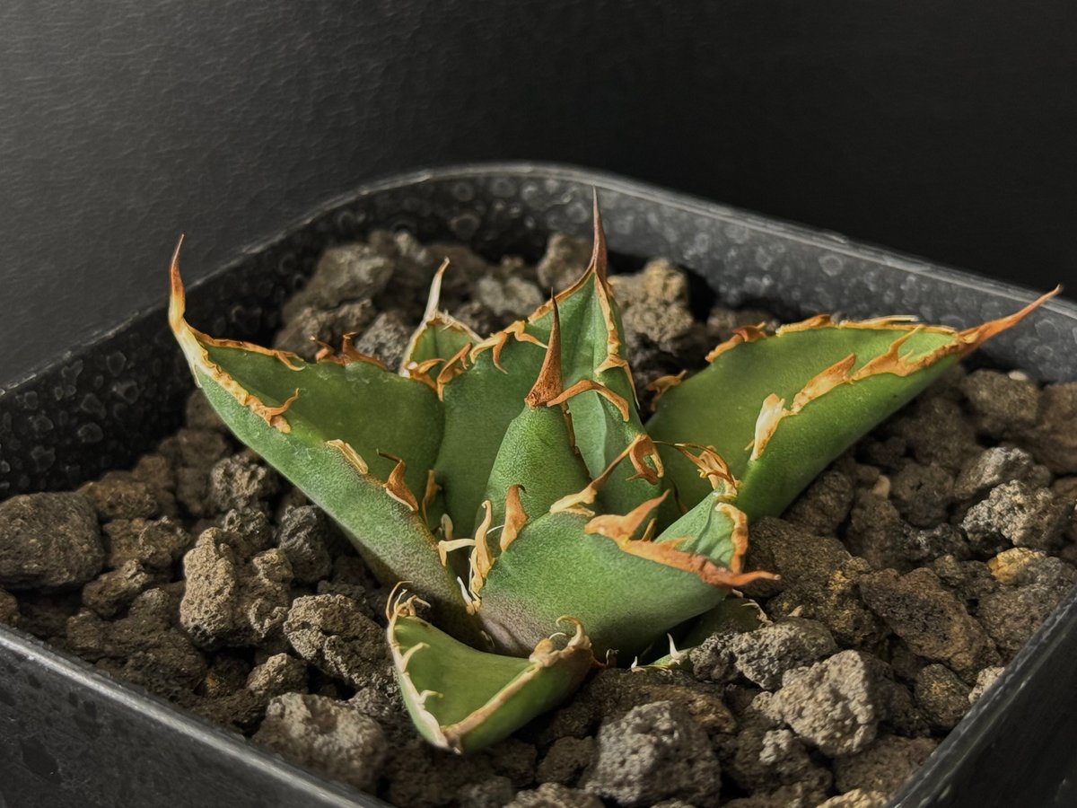 アガベ・チタノタ・凱撒（シーザー） アガベ・チタノタ シーザー（凱撒）中-015｜agave titanota
