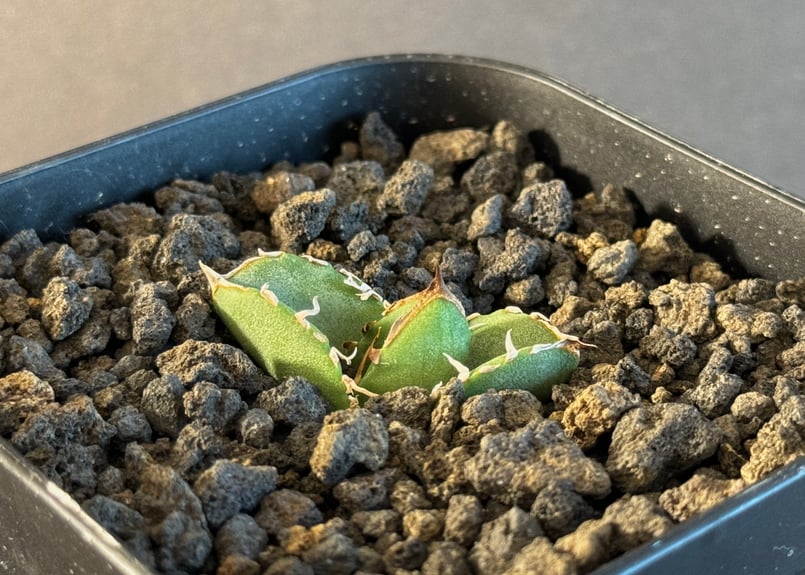 アガベ・チタノタ CG01 追星(芽)-005|agave CG01/Cok | Plus_P アガベ・チタノタ CG01 追星(芽)-005|agave CG01/Cok | Plus_P