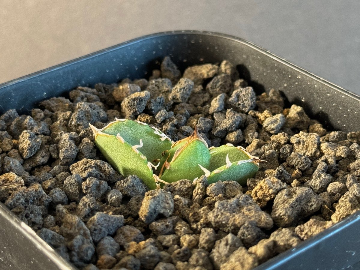 アガベ・チタノタ CG01 追星(芽)-005|agave CG01/Cok | Plus_P アガベ・チタノタ CG01 追星(芽)-005|agave CG01/Cok | Plus_P