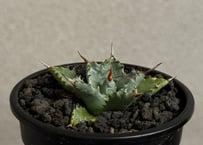 アガベ ハイブリッド・甲蟹×妖炎 (小株/実生)-004｜Agave hybrid isthmensis × utahensis var. eborispina