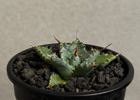 Plus_Plants STORE