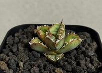 アガベ・チタノタ 立可白/SAD(芽）-054｜agave titanota south af