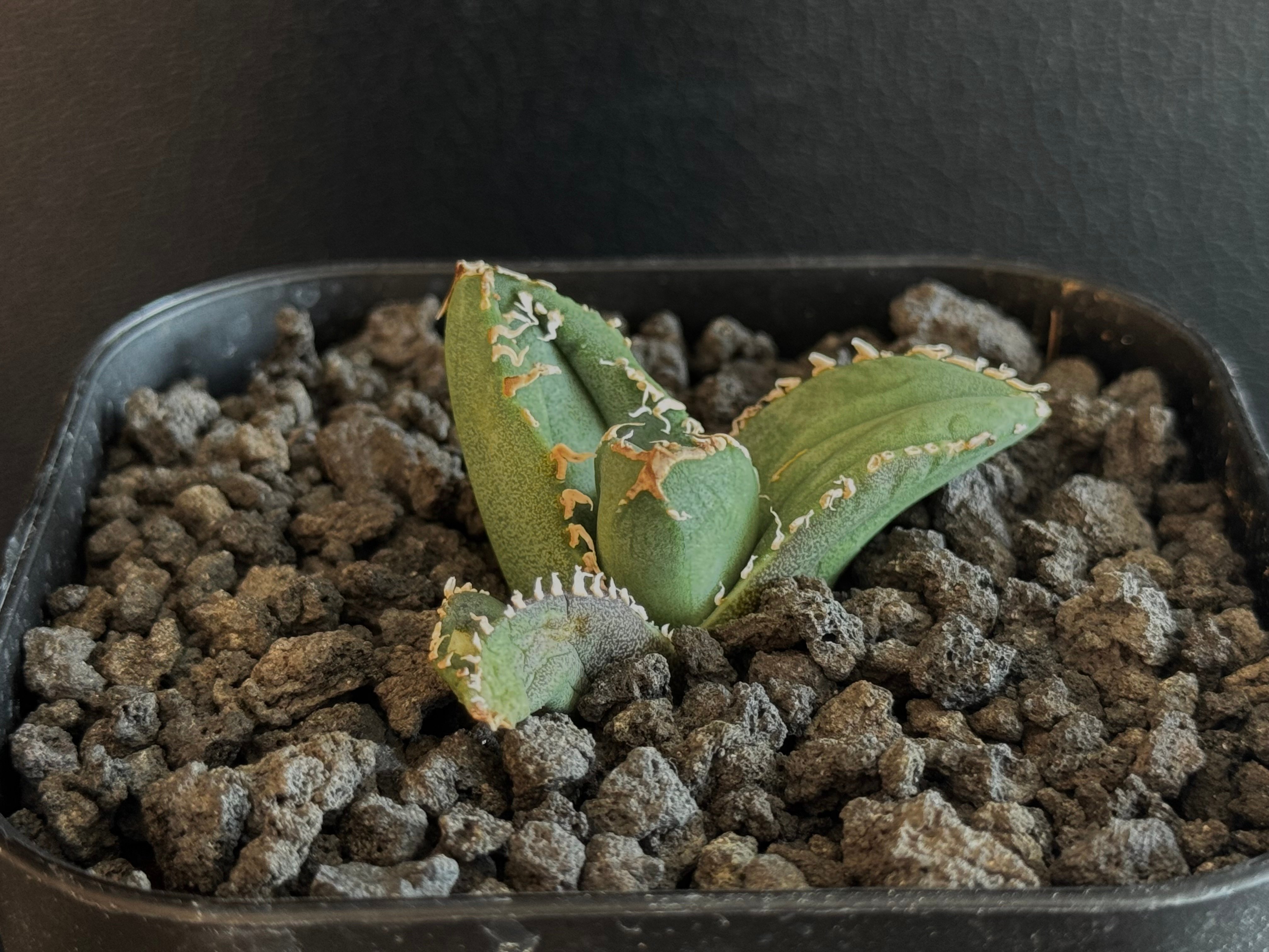 アガベ・チタノタ 鼓星(オリオン)-003｜agave titanota orion | Pl