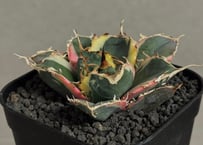 アガベ チタノタ 大白鯊 LIZE血統 子株2株付き アガベ チタノタ lize