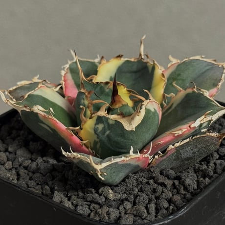 アガベ　チタノタ　まとめ売り Yahoo!オークション - H-98精選極上株 アガベ チタノタ