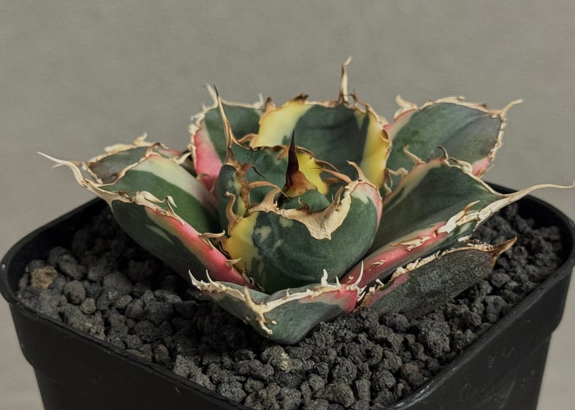 アガベ・チタノタ白鯨（覆輪）芽-010｜agave titanota white wha1le