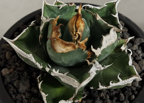 アガベ・チタノタ 白火焔(中株/台湾Hanes)-032｜agave titanota white flame