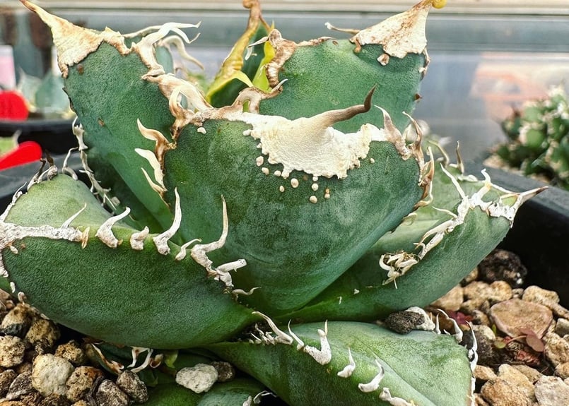 アガベ・チタノタ 繁星(芽)-014|agave titanota star‐studded アガベ・チタノタ 繁星(芽)-014|agave titanota star‐studded