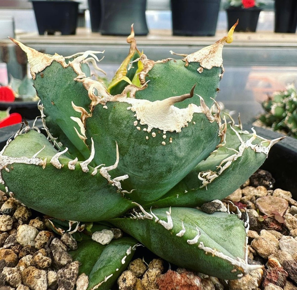アガベ・チタノタ 繁星(芽)-012|agave titanota star‐studded アガベ・チタノタ 繁星(芽)-012|agave titanota star‐studded