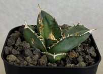 アガベ・チタノタ 中国大白鯊（芽）-008｜agave titanota
