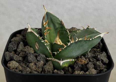 アガベ・チタノタ 中国大白鯊（芽）-008｜agave titanota