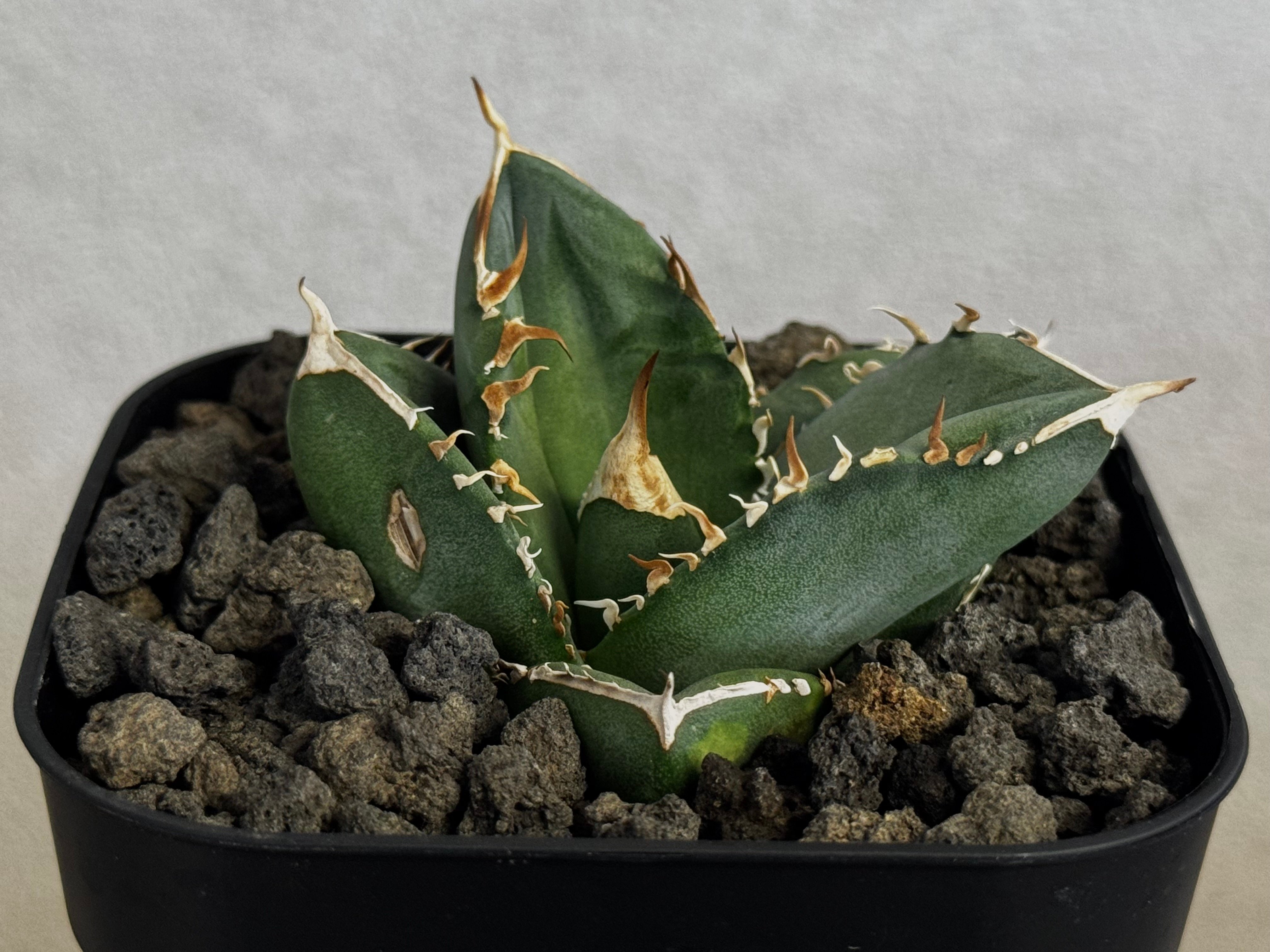 アガベ・チタノタ 中国大白鯊（芽）-008｜agave titanota | Plus_Pla