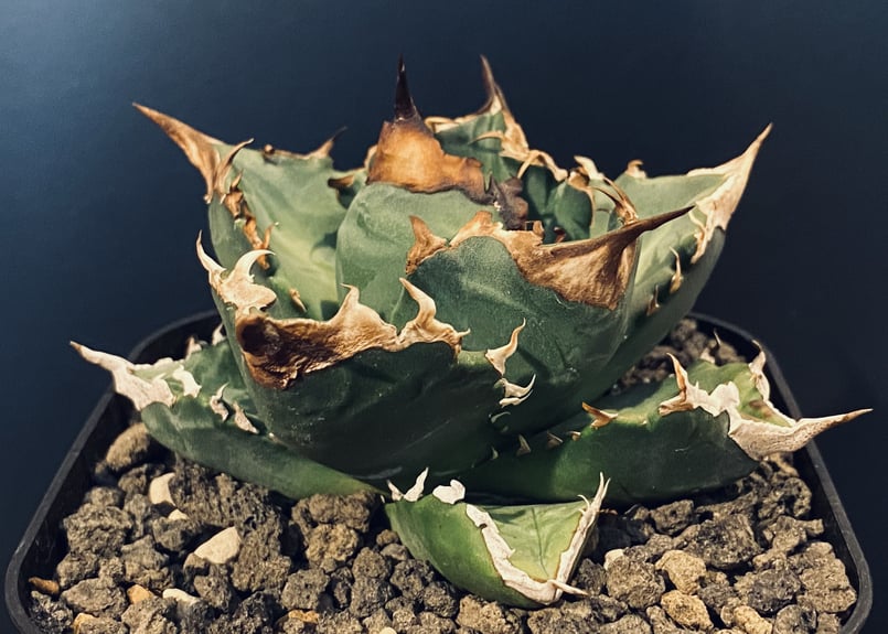 アガベ・チタノタ 白火焔(中/小)-008｜agave titanota white flam